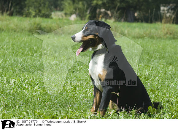 Appenzeller Sennenhund / Appenzeller Mountain Dog / SST-01770