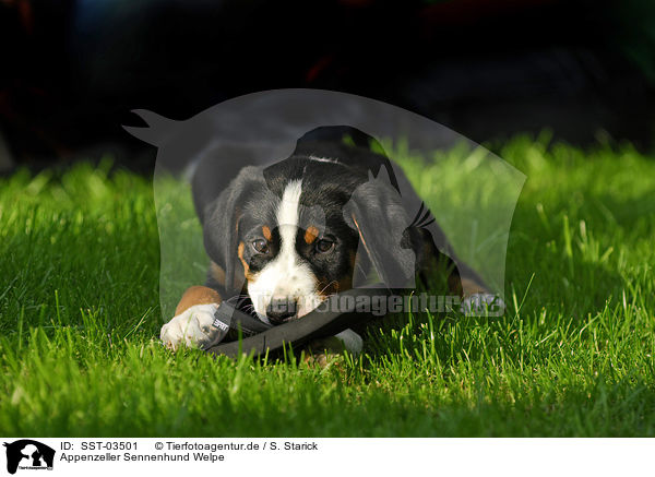 Appenzeller Sennenhund Welpe / Appenzell Cattle Dog Puppy / SST-03501