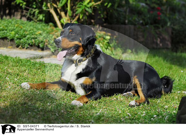 Appenzeller Sennenhund / Appenzell Mountain Dog / SST-04371