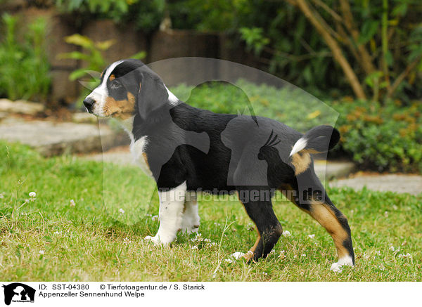 Appenzeller Sennenhund Welpe / Appenzell Mountain Dog Puppy / SST-04380