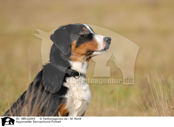 Appenzeller Sennenhund Portrait / Appenzell Mountain Dog Portrait / MR-02845