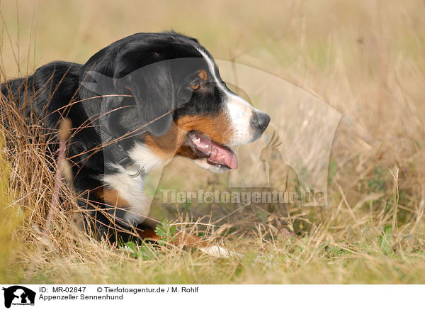 Appenzeller Sennenhund / Appenzell Mountain Dog / MR-02847