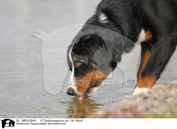 trinkender Appenzeller Sennenhund / drinking Appenzell Mountain Dog / MR-02848