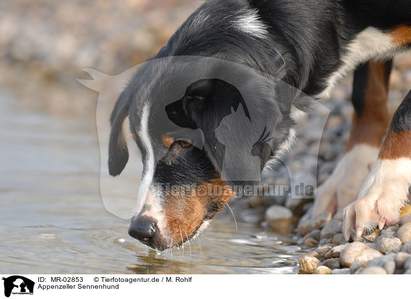 Appenzeller Sennenhund / Appenzell Mountain Dog / MR-02853