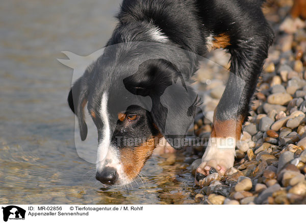 Appenzeller Sennenhund / Appenzell Mountain Dog / MR-02856