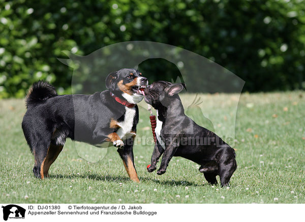 Appenzeller Sennenhund und Franzsische Bulldogge / Appenzell Mountain Dog and French Bulldog / DJ-01380