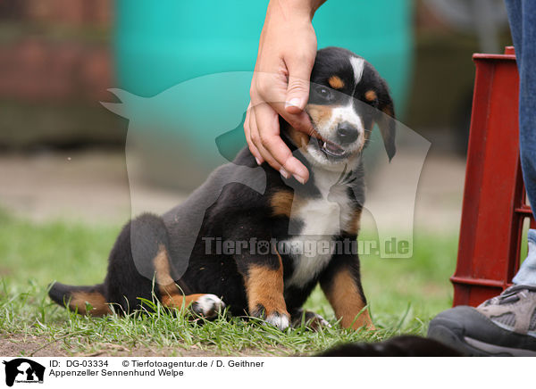 Appenzeller Sennenhund Welpe / Appenzeller Mountain Dog Puppy / DG-03334