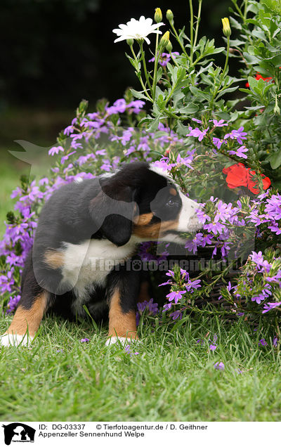 Appenzeller Sennenhund Welpe / Appenzeller Mountain Dog Puppy / DG-03337