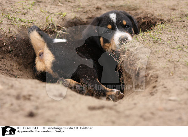 Appenzeller Sennenhund Welpe / Appenzeller Mountain Dog Puppy / DG-03341