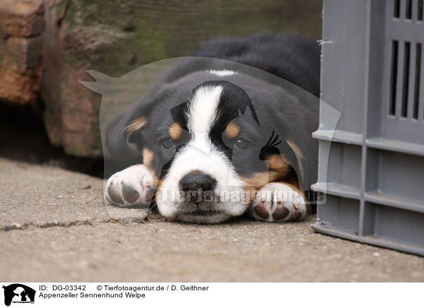 Appenzeller Sennenhund Welpe / Appenzeller Mountain Dog Puppy / DG-03342