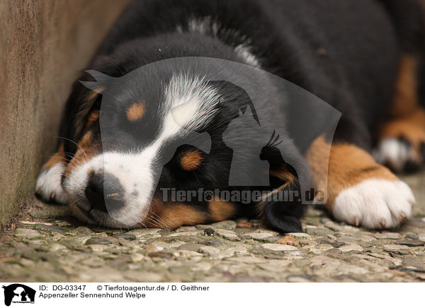 Appenzeller Sennenhund Welpe / Appenzelle Mountain Dog Puppy / DG-03347
