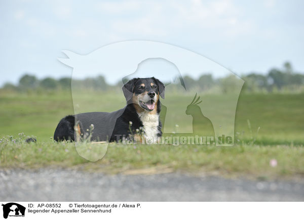 liegender Appenzeller Sennenhund / lying Appenzell Mountain Dog / AP-08552