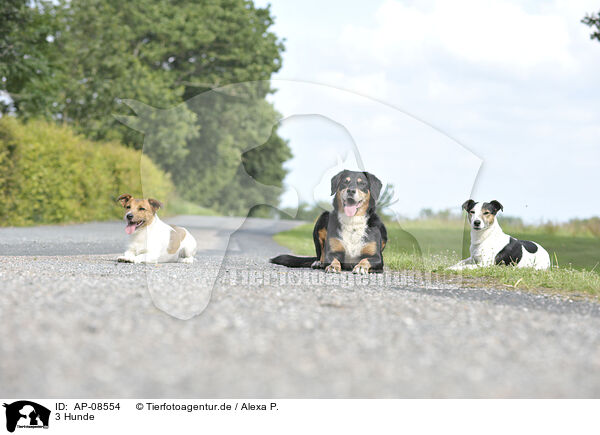 3 Hunde / 3 dogs / AP-08554