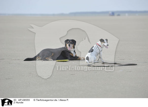 2 Hunde / 2 dogs / AP-08555