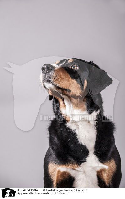 Appenzeller Sennenhund Portrait / Appenzell Mountain Dog Portrait / AP-11904