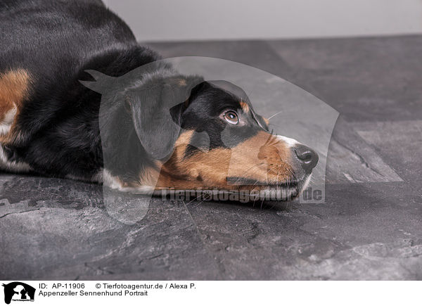 Appenzeller Sennenhund Portrait / Appenzell Mountain Dog Portrait / AP-11906