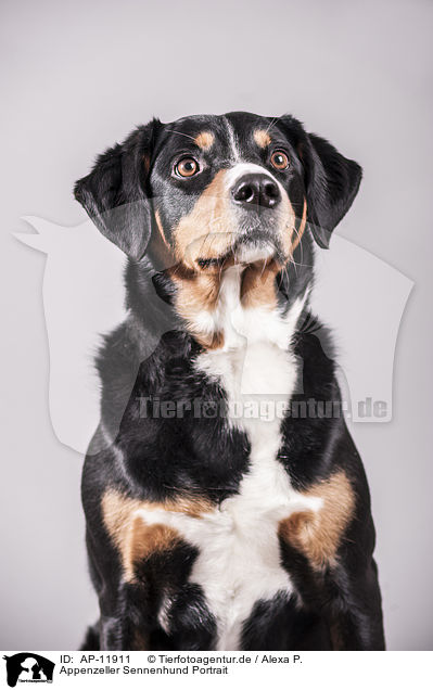 Appenzeller Sennenhund Portrait / Appenzell Mountain Dog Portrait / AP-11911