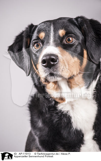 Appenzeller Sennenhund Portrait / Appenzell Mountain Dog Portrait / AP-11913