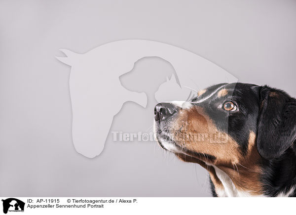 Appenzeller Sennenhund Portrait / Appenzell Mountain Dog Portrait / AP-11915