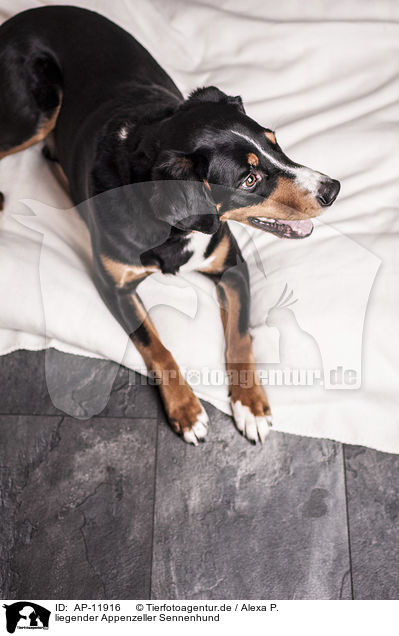 liegender Appenzeller Sennenhund / lying Appenzell Mountain Dog / AP-11916
