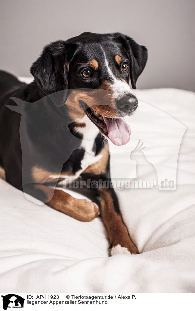 liegender Appenzeller Sennenhund / lying Appenzell Mountain Dog / AP-11923