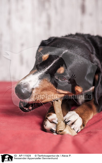 fressender Appenzeller Sennenhund / eating Appenzell Mountain Dog / AP-11929