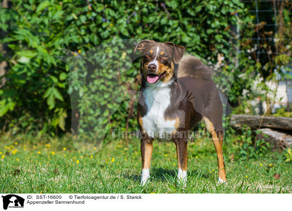 Appenzeller Sennenhund / Appenzell Mountain Dog / SST-16600