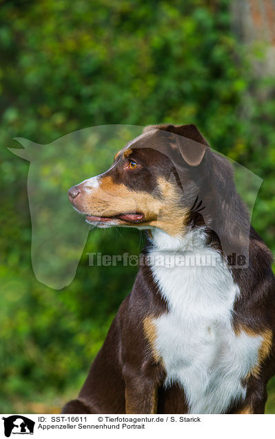 Appenzeller Sennenhund Portrait / SST-16611