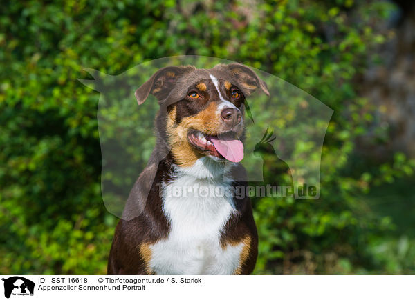 Appenzeller Sennenhund Portrait / SST-16618