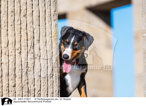 Appenzeller Sennenhund Portrait / SST-17931