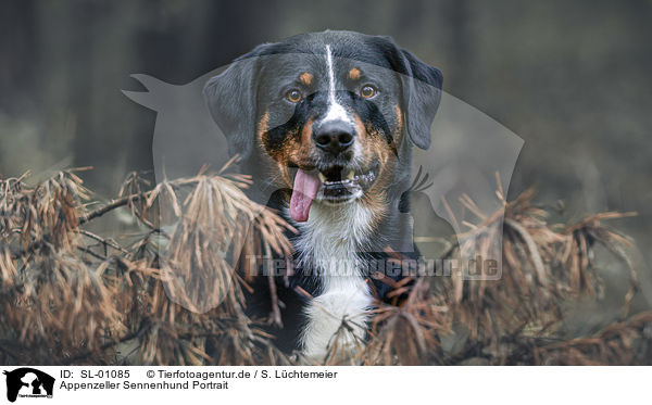 Appenzeller Sennenhund Portrait / SL-01085