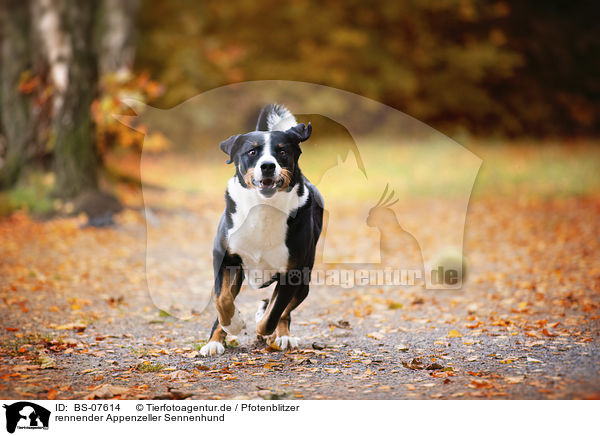rennender Appenzeller Sennenhund / BS-07614