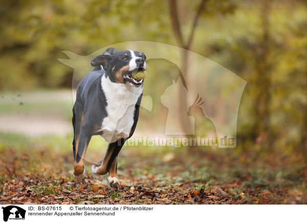 rennender Appenzeller Sennenhund / BS-07615