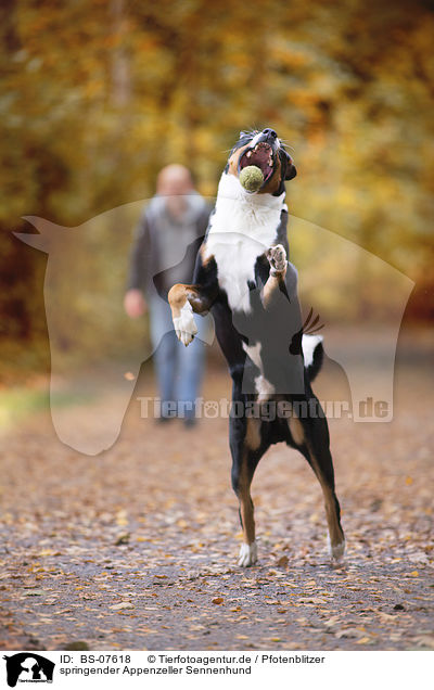 springender Appenzeller Sennenhund / BS-07618