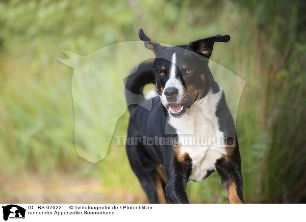 rennender Appenzeller Sennenhund / BS-07622