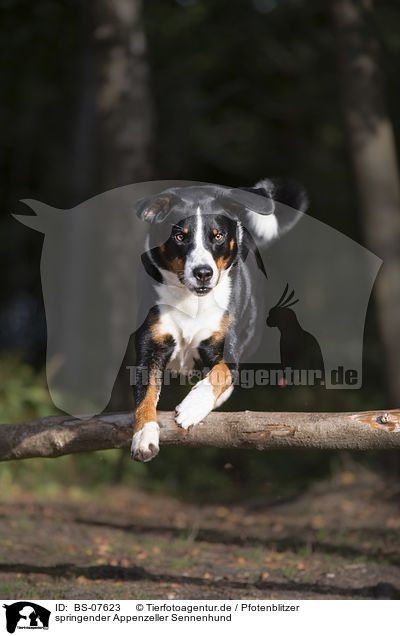 springender Appenzeller Sennenhund / BS-07623