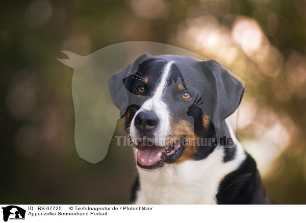 Appenzeller Sennenhund Portrait / BS-07725