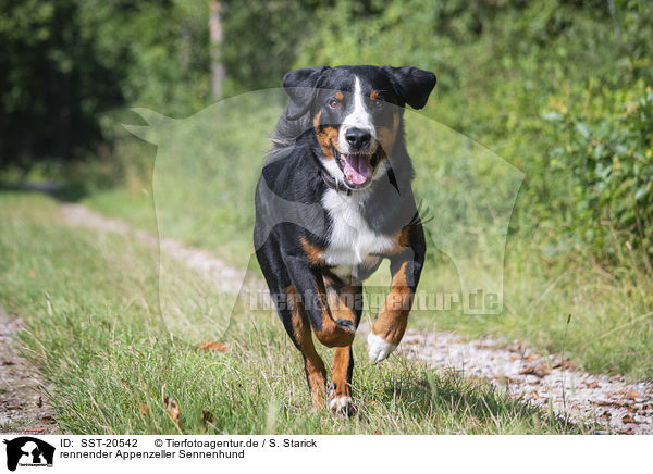 rennender Appenzeller Sennenhund / SST-20542