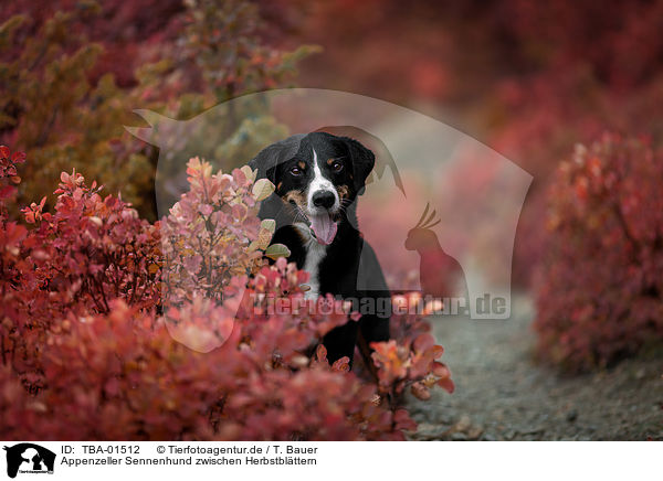 Appenzeller Sennenhund zwischen Herbstblttern / TBA-01512