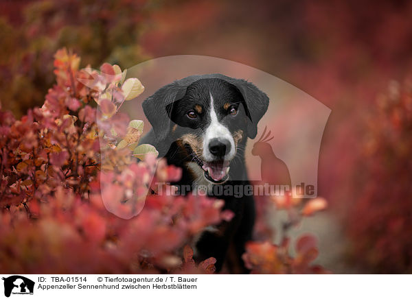 Appenzeller Sennenhund zwischen Herbstblttern / TBA-01514