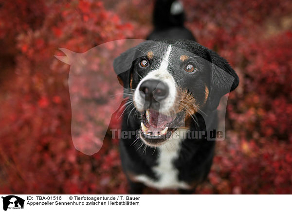 Appenzeller Sennenhund zwischen Herbstblttern / TBA-01516