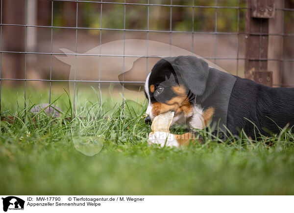 Appenzeller Sennenhund Welpe / Appenzeller Mountain Dog Puppy / MW-17790