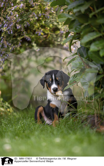 Appenzeller Sennenhund Welpe / Appenzeller Mountain Dog Puppy / MW-17801