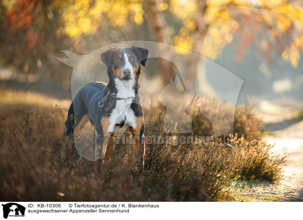 ausgewachsener Appenzeller Sennenhund / KB-10306
