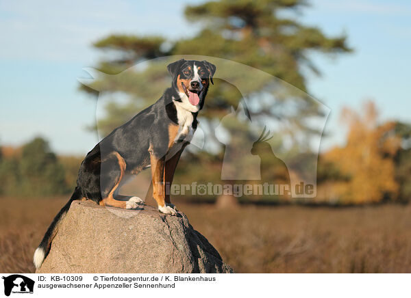 ausgewachsener Appenzeller Sennenhund / adult Appenzell Mountain Dog / KB-10309