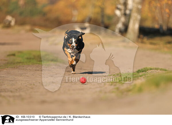 ausgewachsener Appenzeller Sennenhund / adult Appenzell Mountain Dog / KB-10310