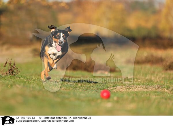 ausgewachsener Appenzeller Sennenhund / adult Appenzell Mountain Dog / KB-10313