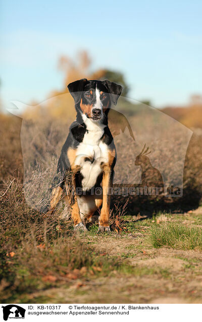 ausgewachsener Appenzeller Sennenhund / adult Appenzell Mountain Dog / KB-10317