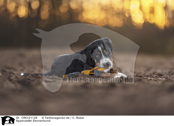 Appenzeller Sennenhund / Appenzell Mountain Dog / CRO-01128