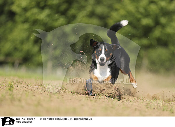 Appenzeller / Appenzell Mountain Dog / KB-15057